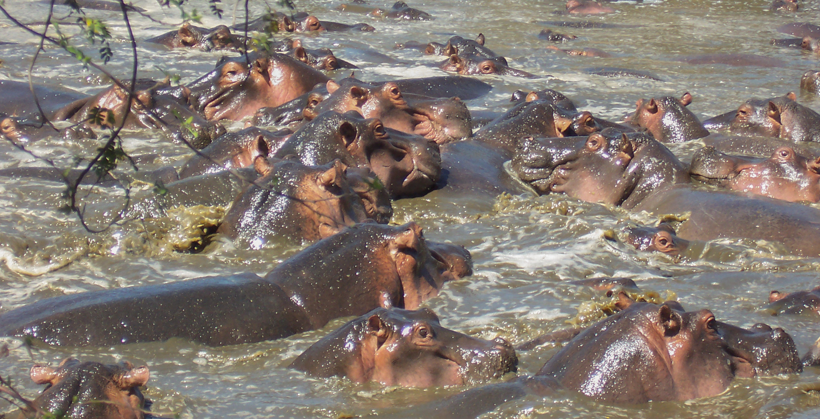 The Retina Hippo Pool